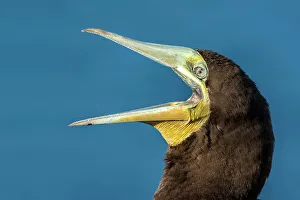 Seabird Prints: Brown Booby (Sula leucogaster), Cayman Brac, Cayman Islands, British West Indies