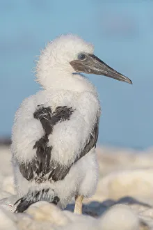 Seabird Prints: Brown Booby (Sula leucogaster) chick, Cayman Brac, Cayman Islands, British West Indies