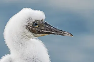 Seabird Prints: Brown Booby (Sula leucogaster) chick, Cayman Brac, Cayman Islands, British West Indies