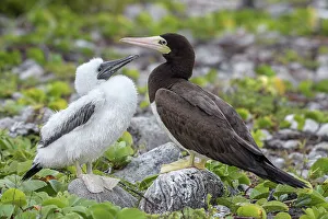Seabird Prints: Brown Booby (Sula leucogaster) with chick at the nest