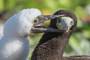 Seabird Prints: Brown Booby (Sula leucogaster) chick pestering male for a feeding