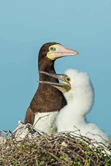 Seabird Prints: Brown Booby (Sula leucogaster) female with chcik at the nest