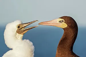 Seabird Prints: Brown Booby (Sula leucogaster) female with chcik at the nest