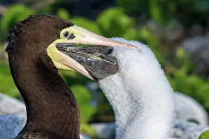 Seabird Prints: Brown Booby (Sula leucogaster) female feeding chick