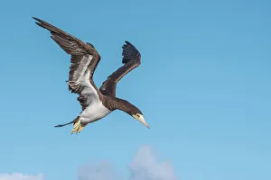Seabird Prints: Brown Booby (Sula leucogaster) female in flight