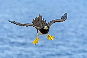 Seabird Prints: Brown Booby (Sula leucogaster) in flight, Cayman Brac, Cayman Islands, British West Indies