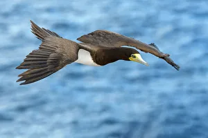 Seabird Prints: Brown Booby (Sula leucogaster) in flight, Cayman Brac, Cayman Islands, British West Indies