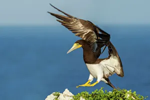 Seabird Prints: Brown Booby (Sula leucogaster) in flight, Cayman Brac, Cayman Islands, British West Indies