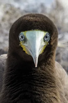 Seabird Prints: Brown Booby (Sula leucogaster) male, Cayman Brac, Cayman Islands, British West Indies