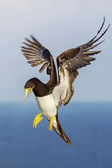 Seabird Prints: Brown Booby (Sula leucogaster) male in flight