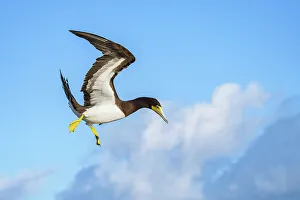 Seabird Prints: Brown Booby (Sula leucogaster) male in flight