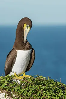 Seabird Prints: Brown Booby (Sula leucogaster) male preening