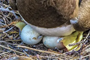 Seabird Prints: Brown Booby (Sula leucogaster) at the nest incubating two eggs