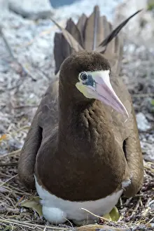 Seabird Prints: Brown Booby (Sula leucogaster) at the nest incubating eggs