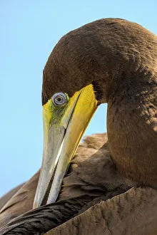 Seabird Prints: Brown Booby (Sula leucogaster) preening, Cayman Brac, Cayman Islands, British West Indies