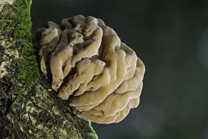 Mycology Prints: Brown Brain Fungus (Tremella steidleri), New Forest National Park, Hampshire, England, UK