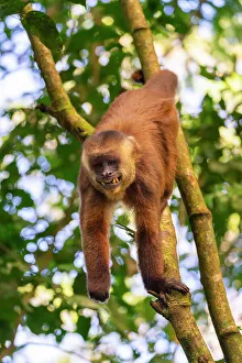 Low Angle Shot Prints: Brown capuchin monkey (Cebus apella)