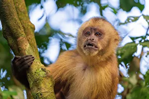 Primate Prints: Brown capuchin monkey (Cebus apella)