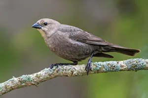 Brown-headed Cowbird (Molothrus ater), Ontario, Canada