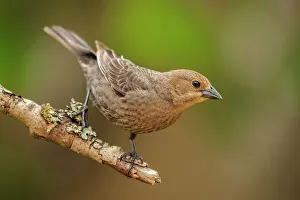 Brown-headed Cowbird (Molothrus ater) female, Ontario, Canada