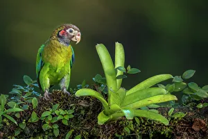 Parrot Prints: Brown-hooded Parrot (Pyrilia haematotis), Boca Tapada, Costa Rica