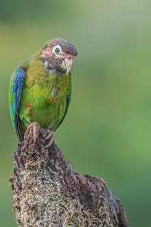 Parrot Prints: Brown-hooded Parrot (Pyrilia haematotis), Boca Tapada, Costa Rica