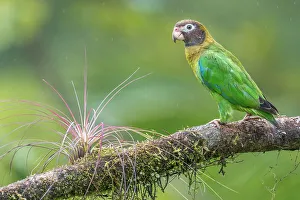 Parrot Prints: Brown-hooded Parrot (Pyrilia haematotis), Boca Tapada, Costa Rica