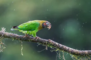 Parrot Prints: Brown-hooded Parrot (Pyrilia haematotis), Boca Tapada, Costa Rica