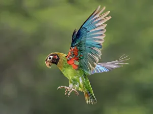Brown-hooded Parrot (Pyrilia haematotis), Boca Tapada, Costa Rica