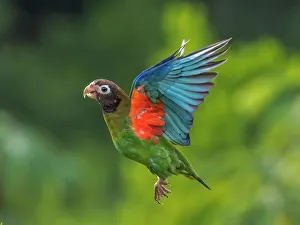 Parrot Prints: Brown-hooded Parrot (Pyrilia haematotis), Boca Tapada, Costa Rica