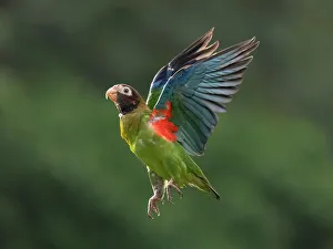 Parrot Prints: Brown-hooded Parrot (Pyrilia haematotis), Boca Tapada, Costa Rica