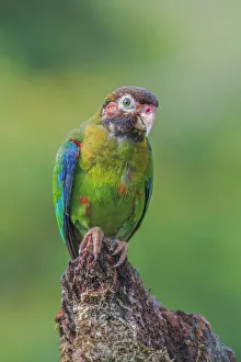 Neotropics Prints: Brown-hooded Parrot (Pyrilia haematotis), Boca Tapada, Costa Rica