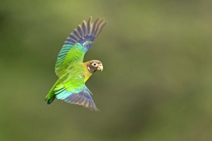 Flying Prints: Brown-hooded parrot (Pyrilia haematotis), in flight in lowland rainforest, Costa Rica