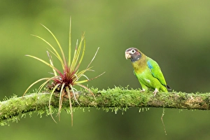 Parrot Prints: Brown-hooded parrot (Pyrilia haematotis), lowland rainforest, Costa Rica
