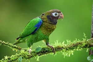 Parrots Prints: Brown-hooded parrot (Pyrilia haematotis)