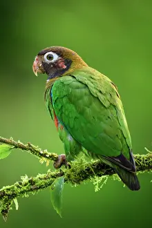 Avian Prints: Brown-hooded parrot (Pyrilia haematotis)