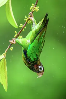 Avian Prints: Brown-hooded parrot (Pyrilia haematotis)
