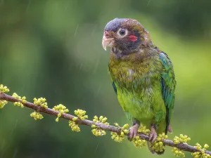 Rain Prints: Brown-hooded Parrot (Pyrilia haematotis) in rain