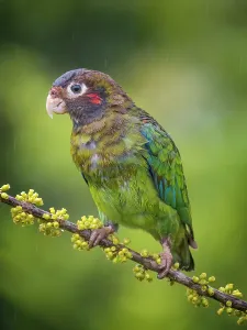 Rain Prints: Brown-hooded Parrot (Pyrilia haematotis) in rain