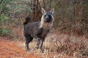 Kunene Region Prints: Brown Hyena, Okonjima Nature Reserve, Namibia