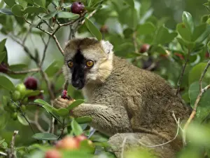 A brown lemur (Eulemur fulvus fulvus) eating wild guava fruits