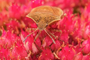Simcoe County Prints: Brown Marmorated Stink Bug (Halyomorpha halys), Thornton, Ontario, Canada