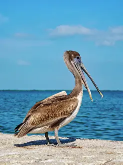 Brown Pelican Prints: Brown pelican (Pelecanus occidentalis) at the waterfront of Belize City