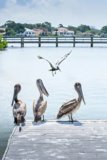 Brown Pelican Prints: Brown Pelicans, Coffe Pot Park, Saint Petersburg, Florida