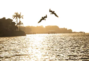 Images Dated 20th July 2018: Brown Pelicans, Diving For Food, Tampa Bay, Saint Peterburg, Florida