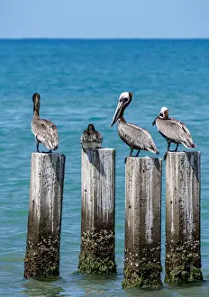West Indies Prints: Brown Pelicans (Pelecanus occidentalis) by the Great Bay Beach, Treasure Beach