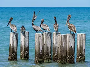 Brown Pelicans (Pelecanus occidentalis) by the Great Bay Beach, Treasure Beach