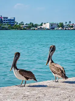 Brown Pelican Prints: Brown pelicans (Pelecanus occidentalis) at the waterfront of Belize City