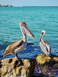 Brown Pelican Prints: Brown pelicans (Pelecanus occidentalis) at the waterfront of Belize City