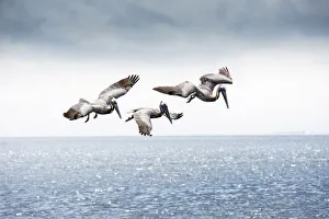 Images Dated 20th July 2018: Brown Pelicans, Scanning For Fish, Tampa Bay, Saint Peterburg, Florida